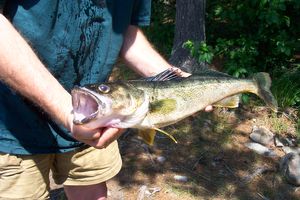 Walleye on William