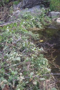 Busy Beavers