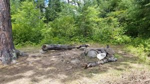 Campsite 1975 pic2