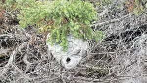 hornet nest