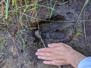 Moose tracks on the Portage