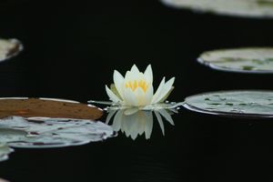 Lilly pad flower