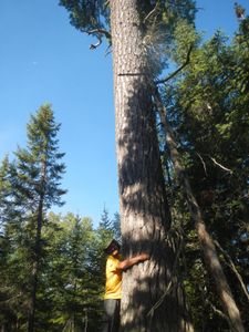 Large White Pine near portage to Cacabic/Alice