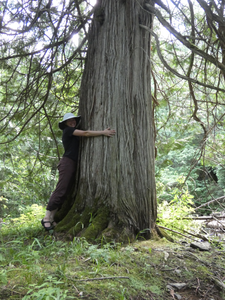 Johnson Cedar