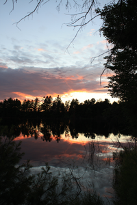 Pine 2 sunset