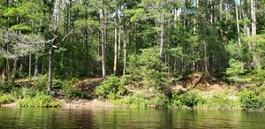 Campsite on Petawawa