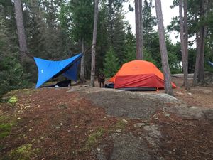 Tent, Hammock, Moose