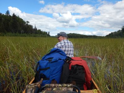 Horse River wild rice