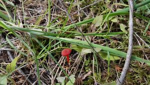 Little red mushroom