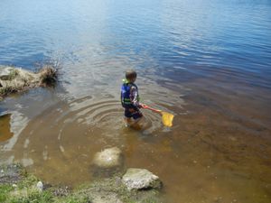 Weston Catching Minnows