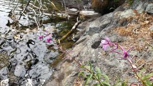 Purple flowers