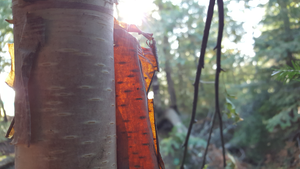 Stained glass in the woods