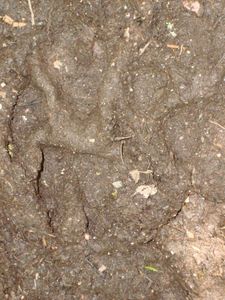 Wolf Track