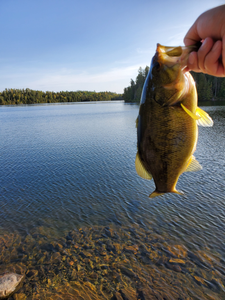 Largemouth caught at campsite 333