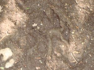 Wolf Track