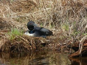 Nesting Loon