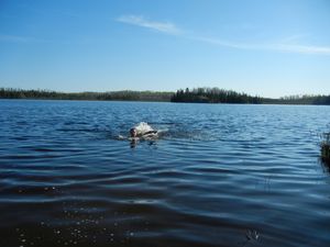 Swimming