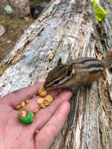 Friendly Chipmunk