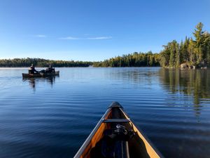 Paddling Lynx