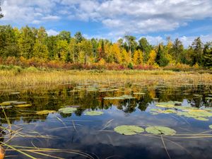 Lily Pads and Fall Colors