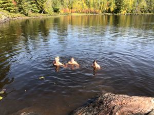 Polar Plunge