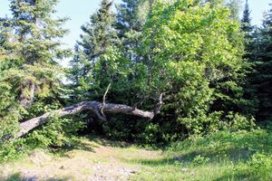 leaning tree