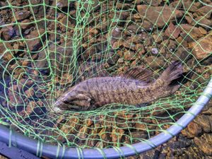 smallie