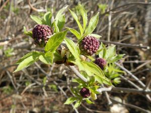 Flower buds