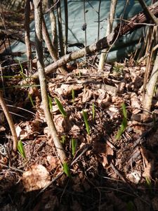 sprouting plants