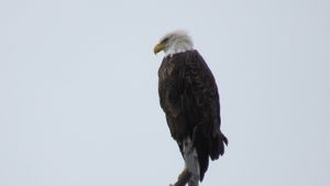 Eagle Guardian