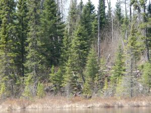Temperance river Moose