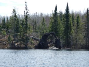 South Temperance Lake tree roots