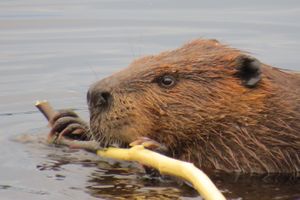 Visiting Beaver