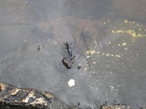 PN Pet Turtle