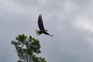 Eagle On Kawishiwi