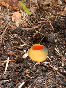 Pumpkin fungus