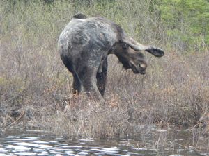 Jack Lake Bull Moose