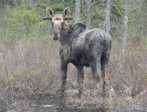 Jack Lake Bull Moose