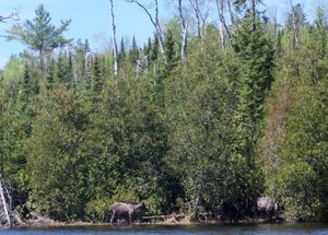 3 Kelly Lake Moose
