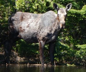 Kelly Lake Moose