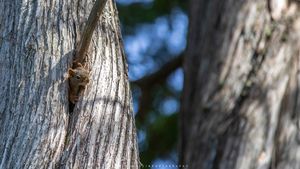 Camp Squirrel