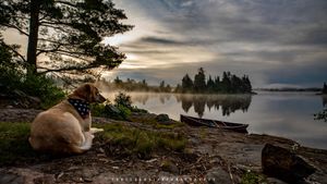 On the Lookout