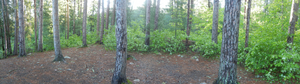 Campsite #2031