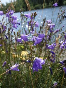 Flowers at site