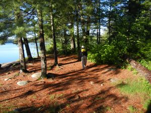 Campsite #1981