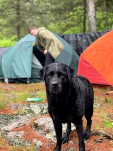 Wet Pup