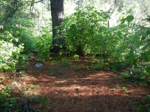 Campsite #1981