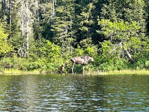 A moose and her cubs