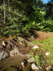 Campsite #1981
