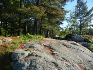 Campsite #1981